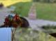 Un air de kermesse s'installe ce matin sur la terrasse avec Natacha, assistante maternelle et de ses petits bouts Résidence Arpège Anglet